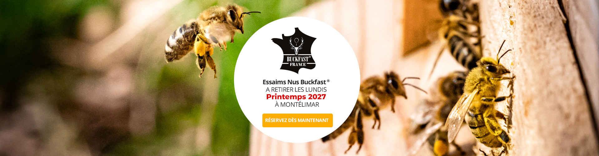 Le Ruchesco : Essaim nus d'abeilles buckfast®