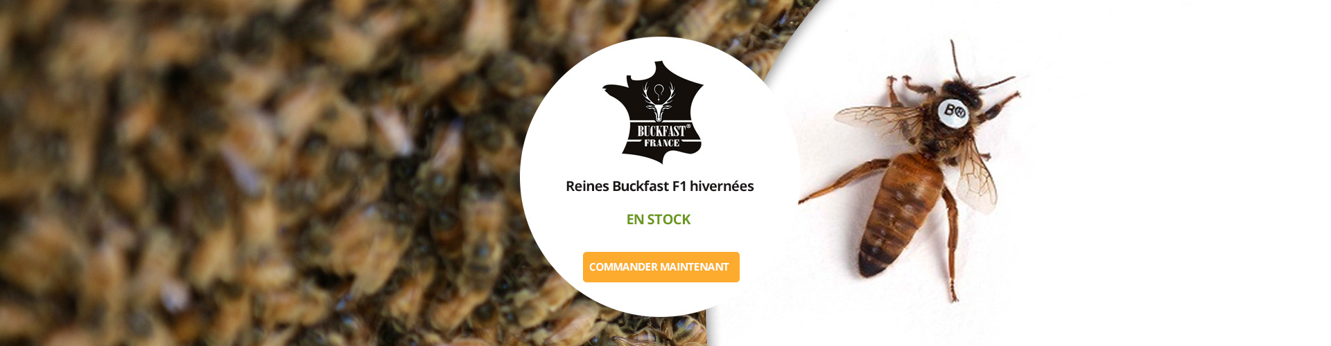 Le Ruchesco : Reines Buckfast® F0 